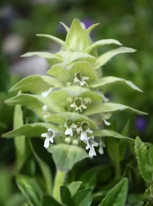 三江源国家公园植物系列九白苞筋骨草