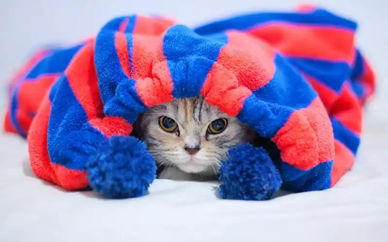 可爱喵星人搞怪百变造型桌面壁纸喵星人小猫可爱萌萌哒