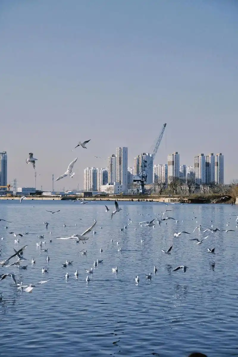 海鸥不在眷恋大海,远在西伯利亚的海鸥又回来了#摄影 #天津  - 抖音
