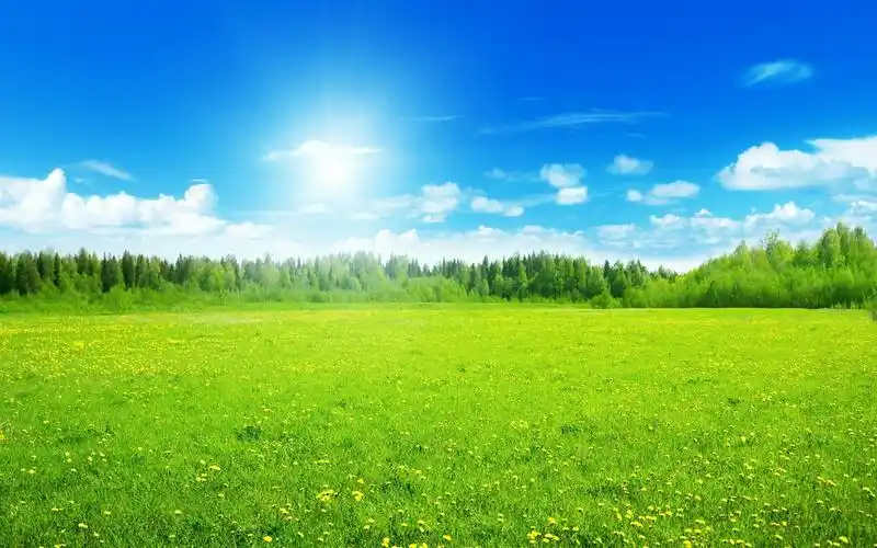 绿色护眼电脑壁纸