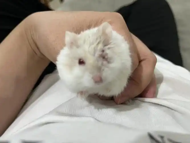 仓鼠眼睛发炎怎么办