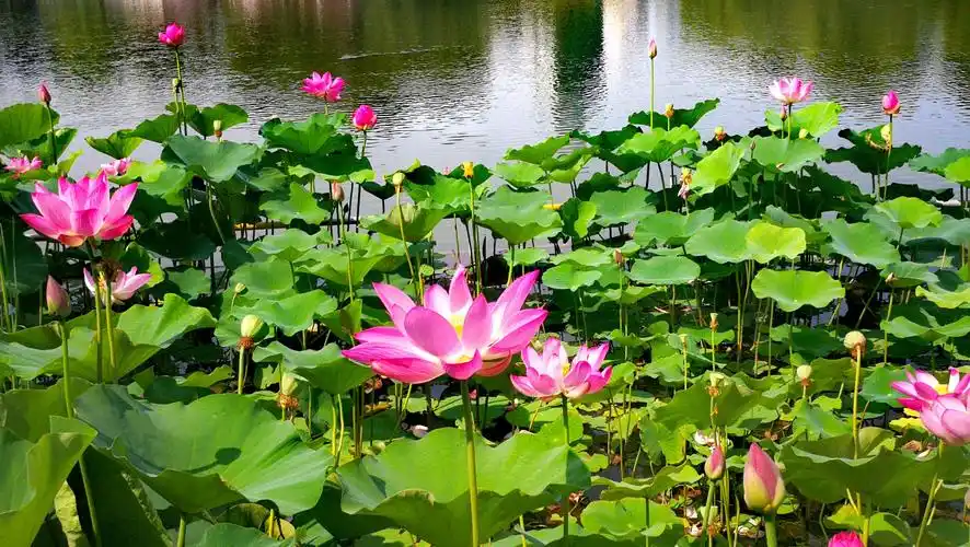 夏天,又到看荷花的季节了,走进那无边的荷塘,看那一碧万顷的绿的海洋,
