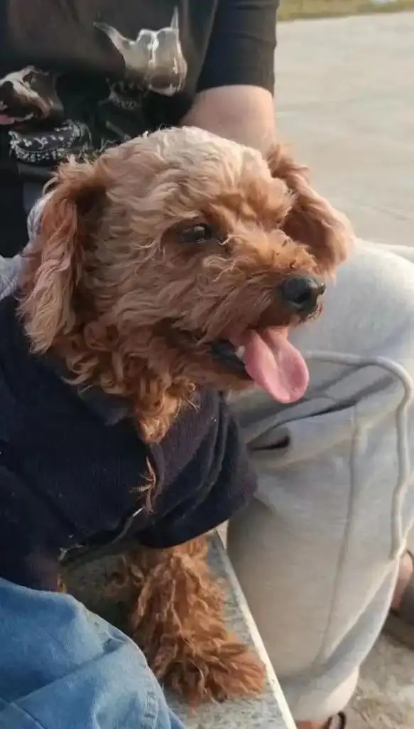 球球,你在哪.球球,棕色泰迪,卷毛短毛,背上毛被剃了些,十斤 - 抖音