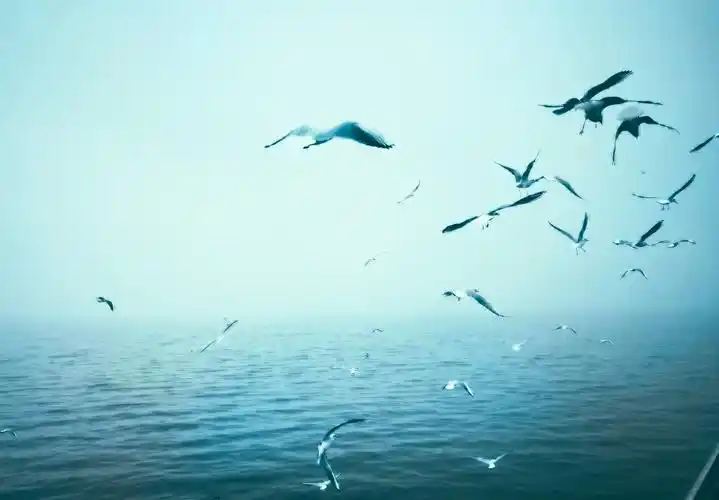 无锡鼋头渚的小精灵华为p40propolarr泼辣修图