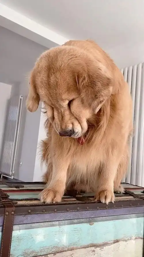 赶快来领取亨利生气版表情包吧萌宠金毛