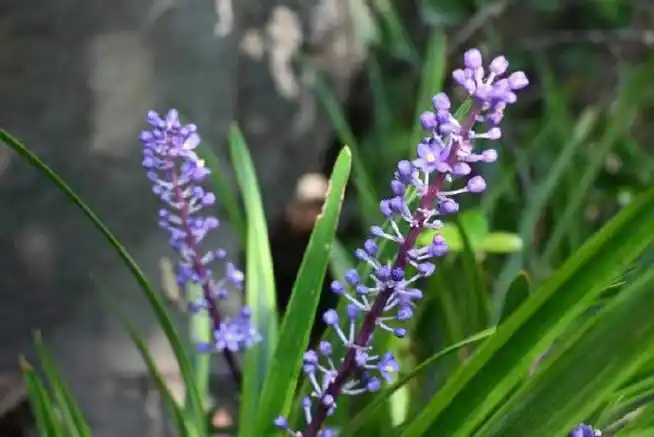 本草花事#(第35期)"中式薰衣草"山麦冬,不开花的时候长得很像韭菜