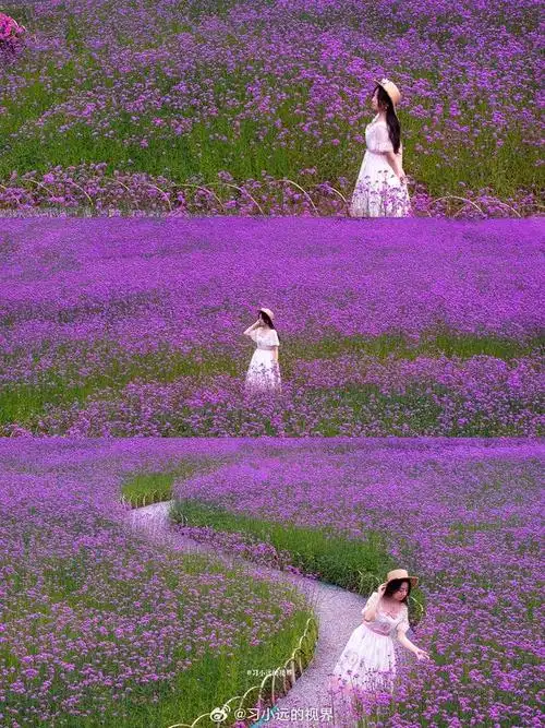 杭州的紫色花海