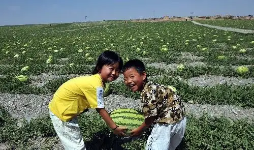 宁夏中卫市大力推广硒砂瓜种植