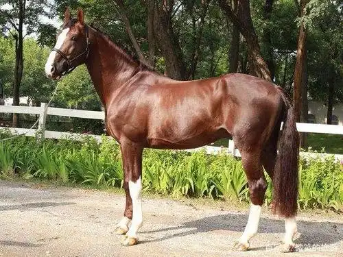 中国古代的10匹名马除了吕布的赤兔马还有哪9匹