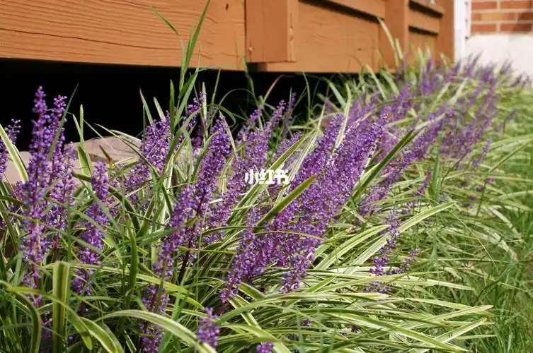 花园| 百合科山麦冬,薰衣草紫的烂漫_费尔法克斯自由行热门攻略_秘密