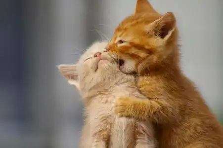 两只猫背影图片