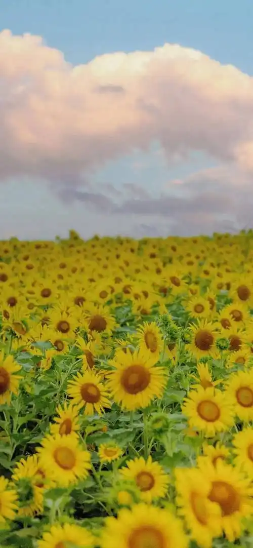 壁纸 | 高清8k全面屏壁纸