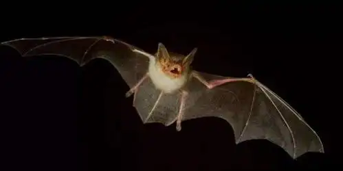 祸兮,"蝠"之所倚——解读蝙蝠之"惑"