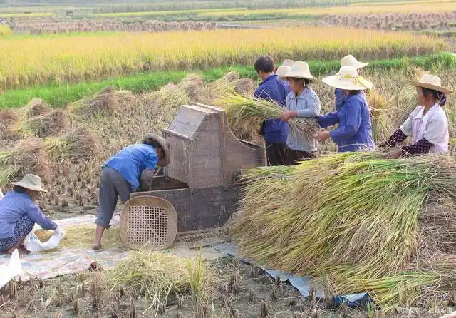 老式脚踏式打谷机