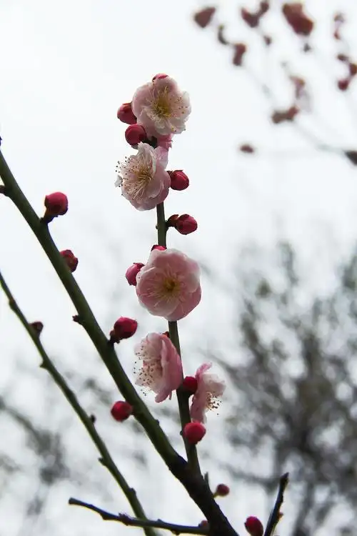 梅花傲雪 雪中梅园 白雪映梅 红梅衬雪