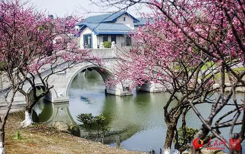 超山以梅景而出名,兴盛时期方圆十里如飞雪漫空,故有"十里梅花香雪海"