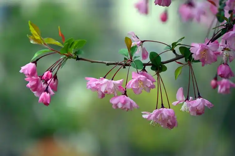 海棠花红白相间清新脱俗,娇艳动人,让人感受到了浓浓的春天气息.