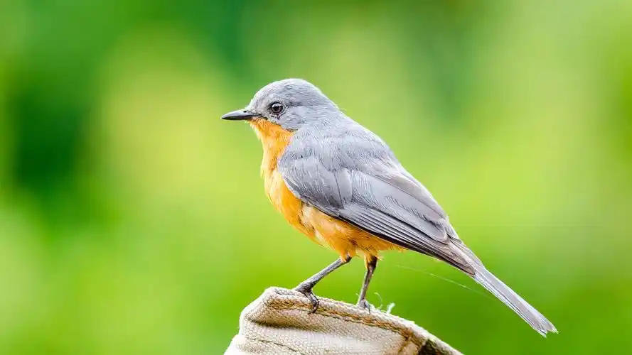 鸟壁纸【353】(动物静态壁纸) - 静态壁纸下载 - 元气壁纸