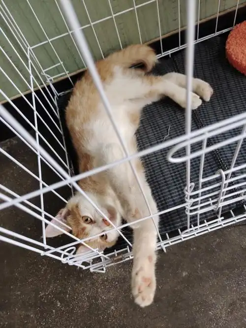 咬人猫被关起来了哈哈哈