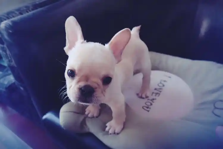 我的小可爱 - 堆糖,美图壁纸兴趣社区