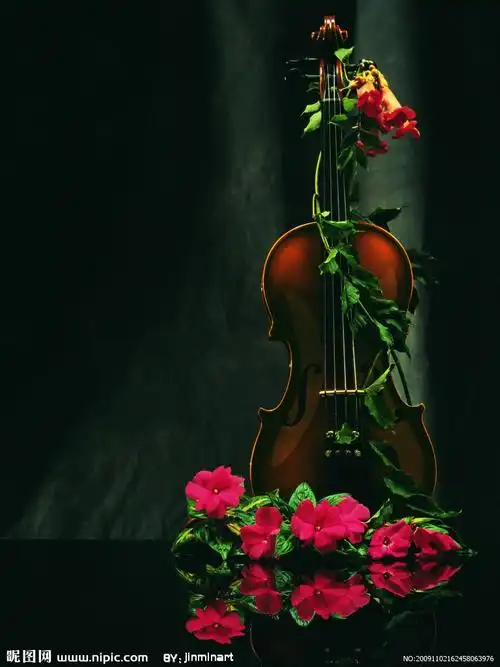 小提琴和花图片