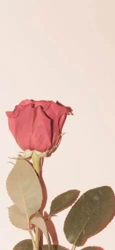 锁屏/壁纸/苹果11.背景图片