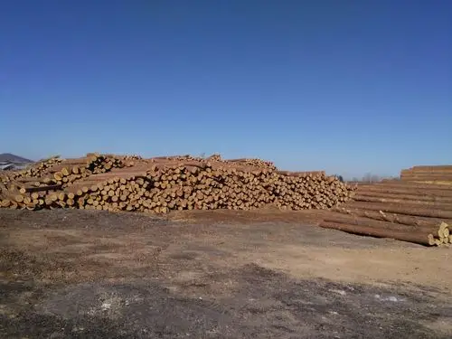 贮木场喜迎节后生产开门红