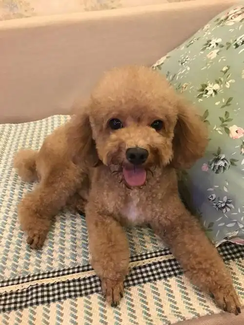 石佛营急寻棕色泰迪闹闹