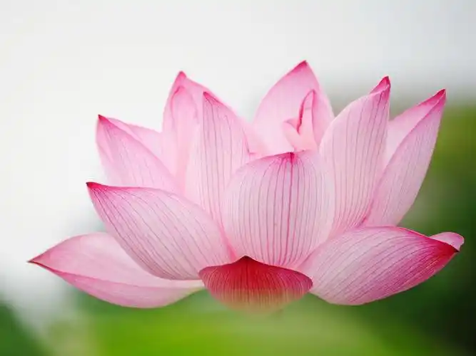 荷花微距-摄影高清壁纸