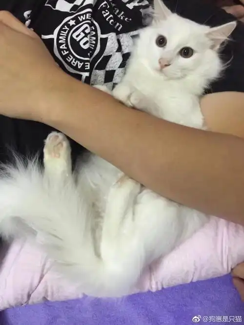 可爱的2岁波斯猫串串找领养!原领养人因为. 来自狗崽是只猫 - 微博