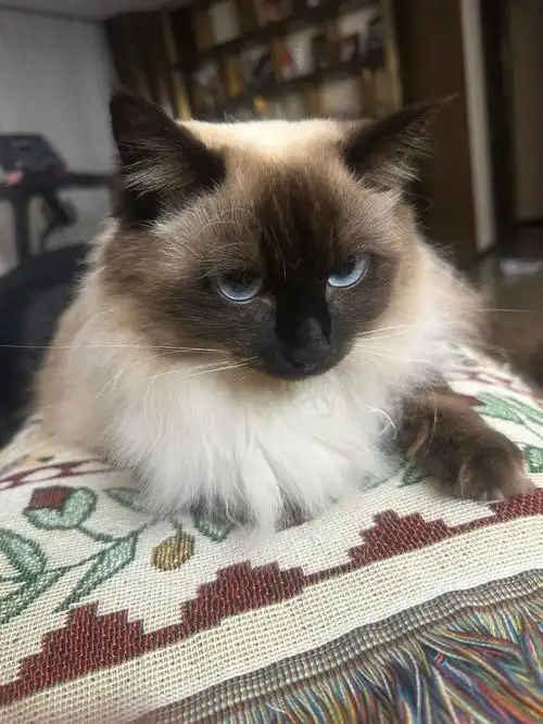 看着挺乖的咬人猫