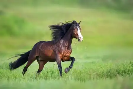 马和长的长鬃毛照片