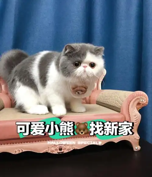 大头熊娃娃蓝白加菲猫弟弟