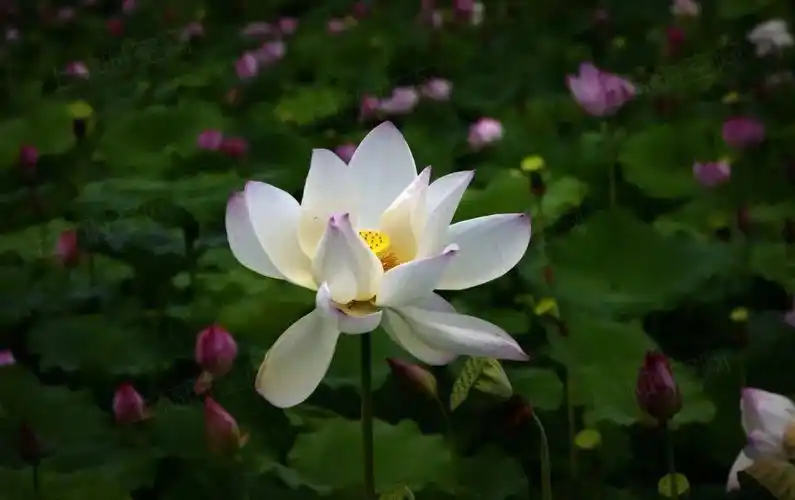 惊艳上林这个地方大片荷花开空中看更美你去看了吗