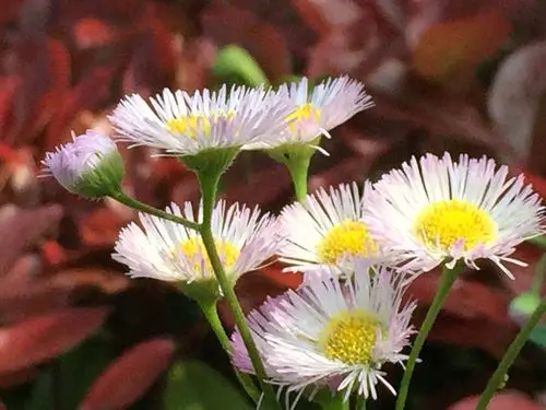 飞蓬小野花一一留在记忆中的童年(2020/04/20)