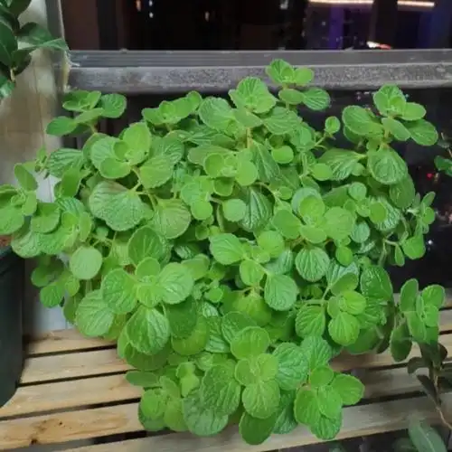 碰碰香别名绒毛香茶菜广场花坛摆放可露地栽植绿地丛植点缀 - 爱企查