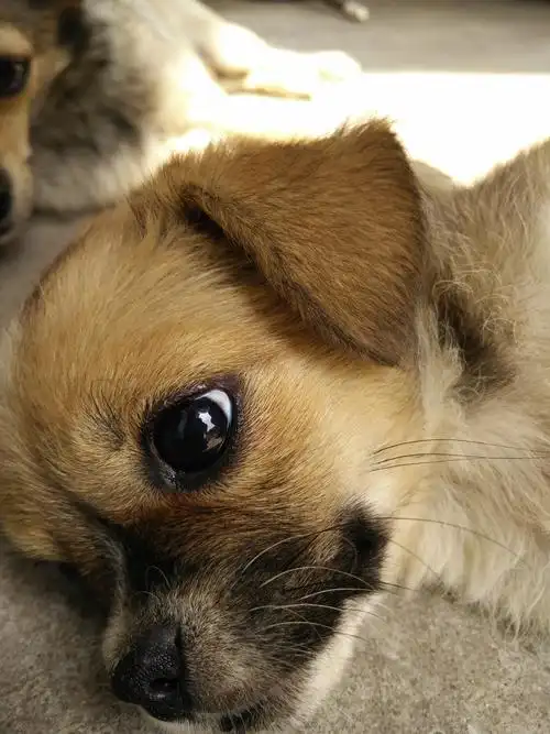 你见过最萌的狗狗照片?