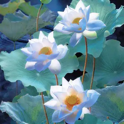 荷花头像/抖音/气质女孩专属_微信头像_我要个性网