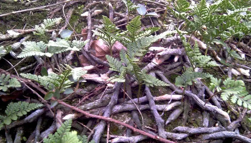 人称"白毛蛇",常冒充"骨碎补",这两种植物,您能区别吗?