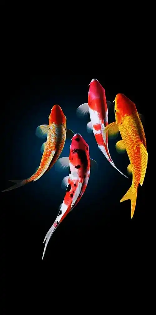 壁纸:年年有余(鱼)