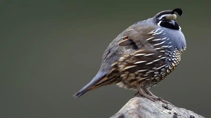 加州鹌鹑 californiaquail - 堆糖,美图壁纸兴趣社区