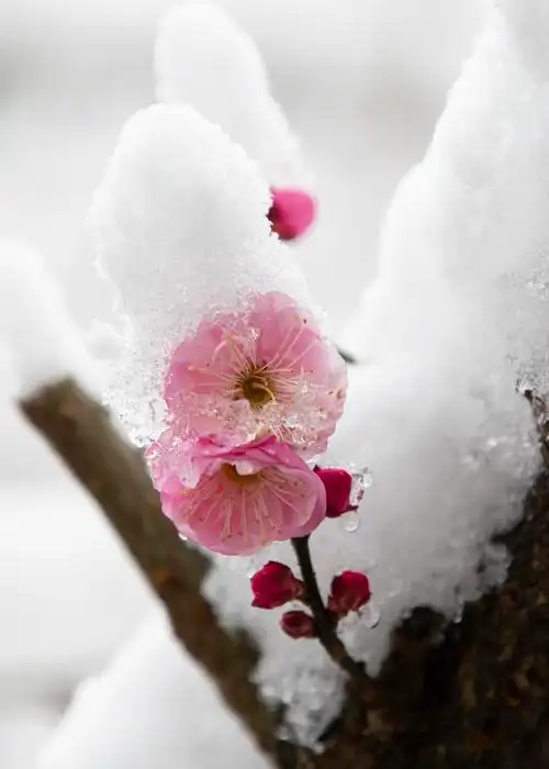 红梅傲雪迎春来