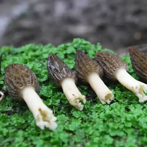 新鲜羊肚菌生鲜羊肚菇高山蘑菇非野生非干货500g煲汤食材顺丰0223