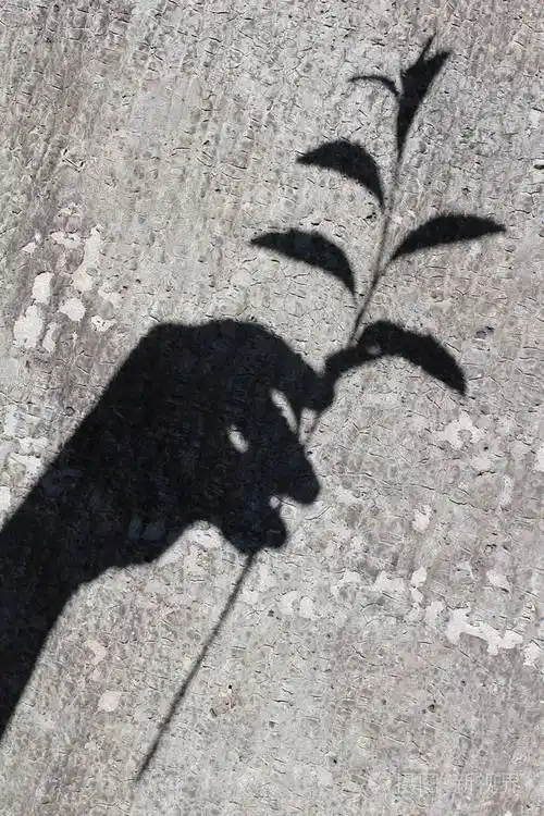 在混凝土墙上用一根植物树枝手工影子