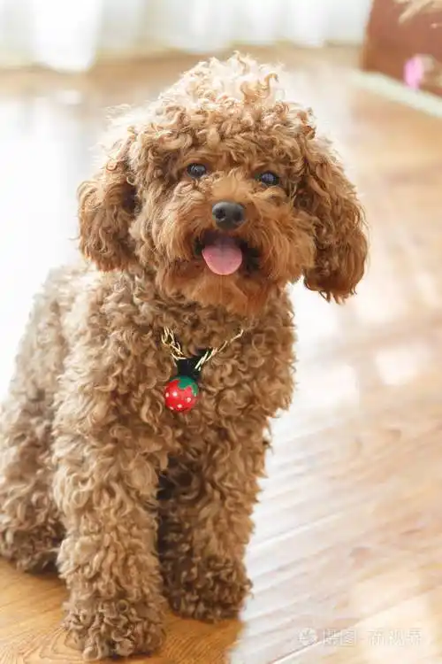 一只棕色的贵宾犬