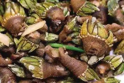 它叫"观音手", 调阳补虚,疏肝理气, 现在有钱也买不到