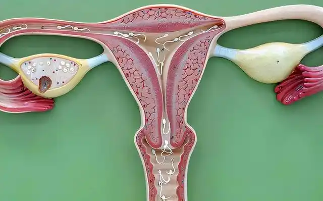 妇产科医生说出大实话|子宫肌瘤|手术|内膜_网易订阅