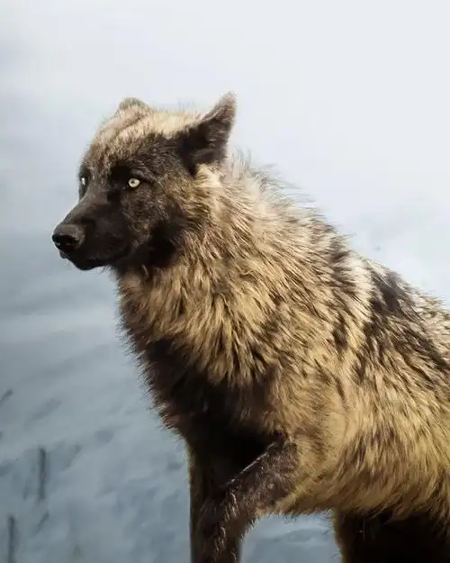 狼##犬科动物##野生动物