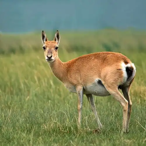 美丽的国家一级保护动物-------(世界最濒危羚羊)---普氏原羚(只生活