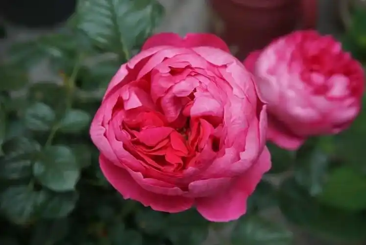 实物比照片好看太多独一无二的古风少女蔻丹